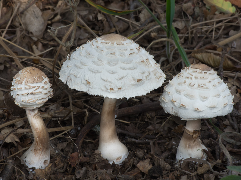 Chlorophyllum rachodes